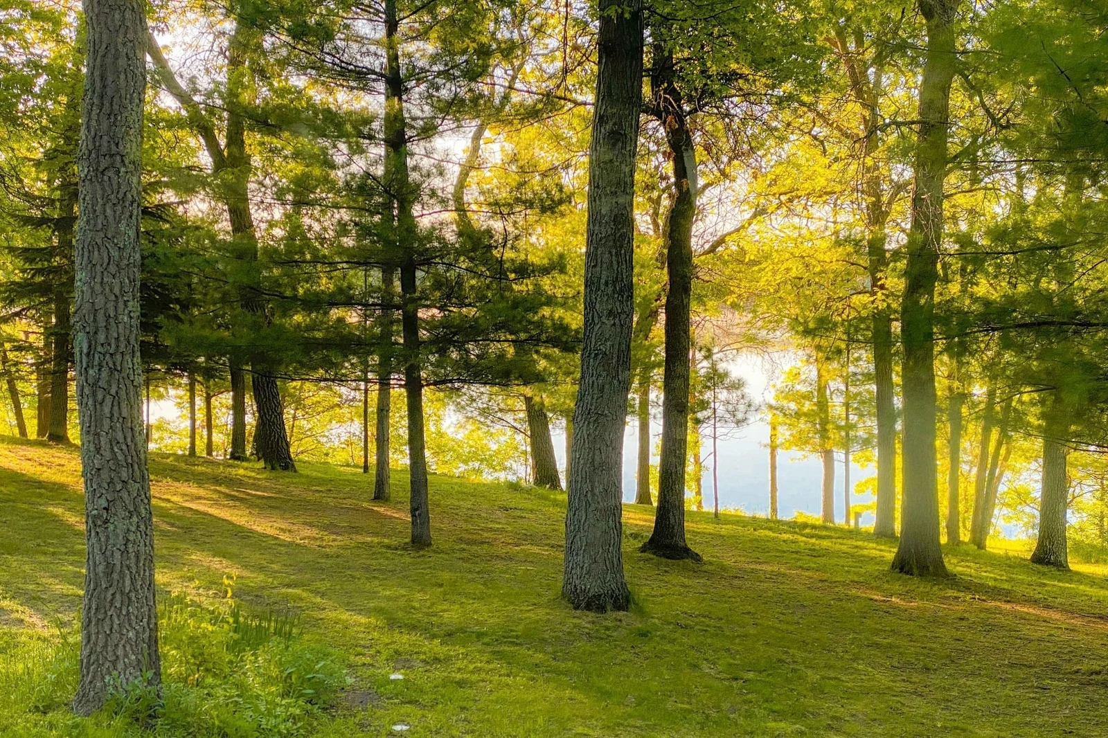 Summer Morning