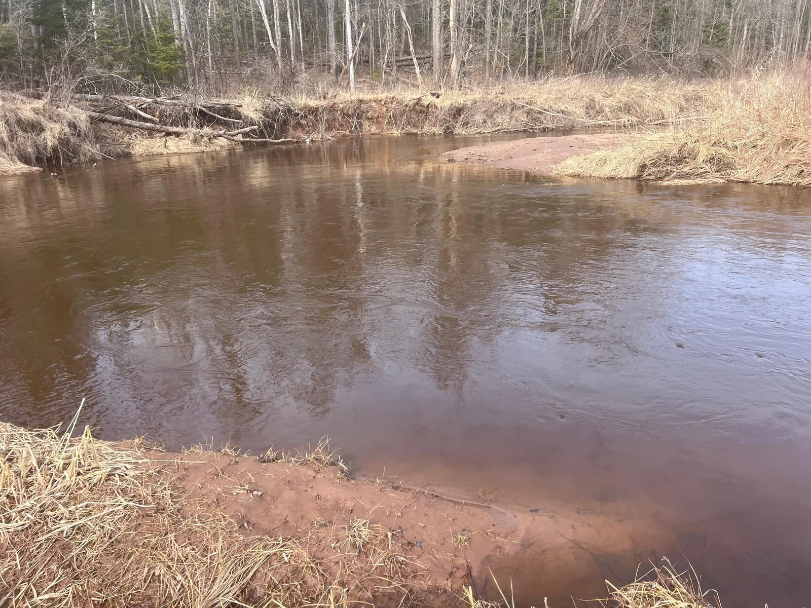 Sand bottom, clear water Brunsweller!