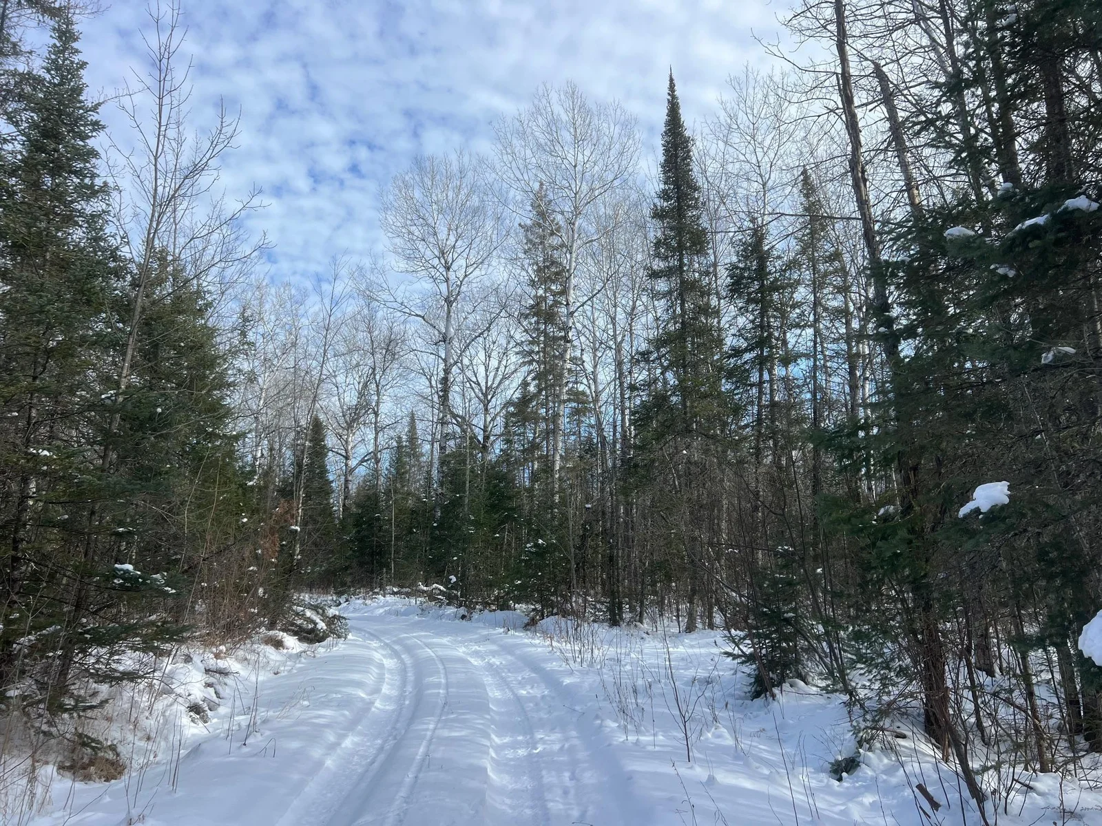 Towering pine and birch