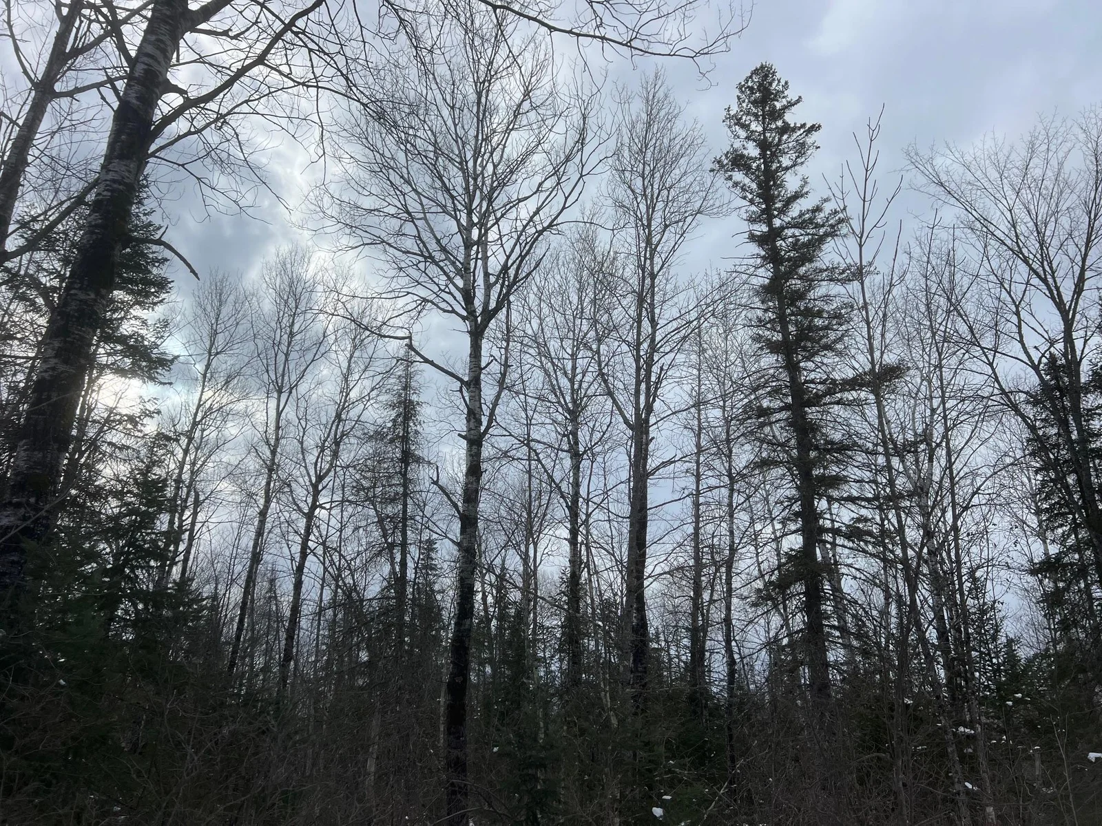 Great mix of oak, pine and birch