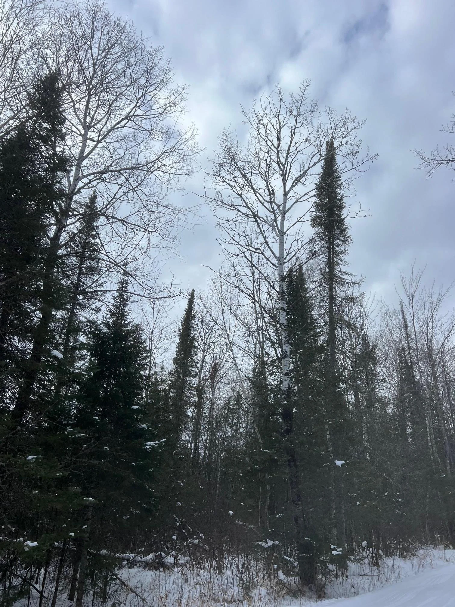 Mature timber