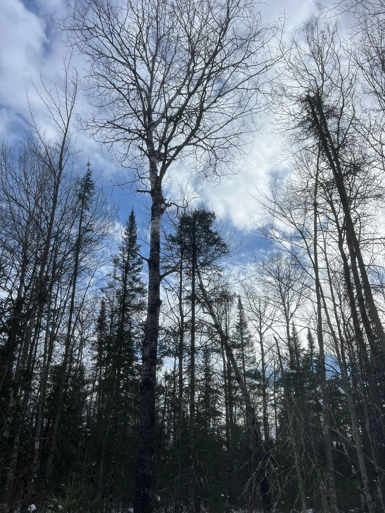 Birch and pine