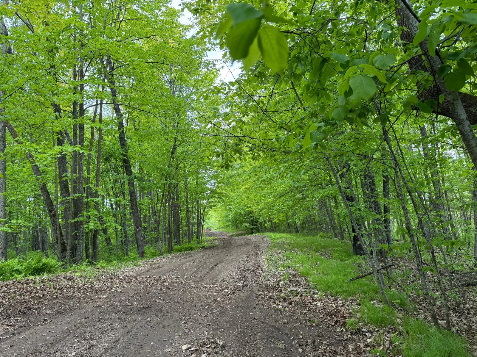 The trail leading through the woods.  Lots of beautiful trees and signs of wildlife.