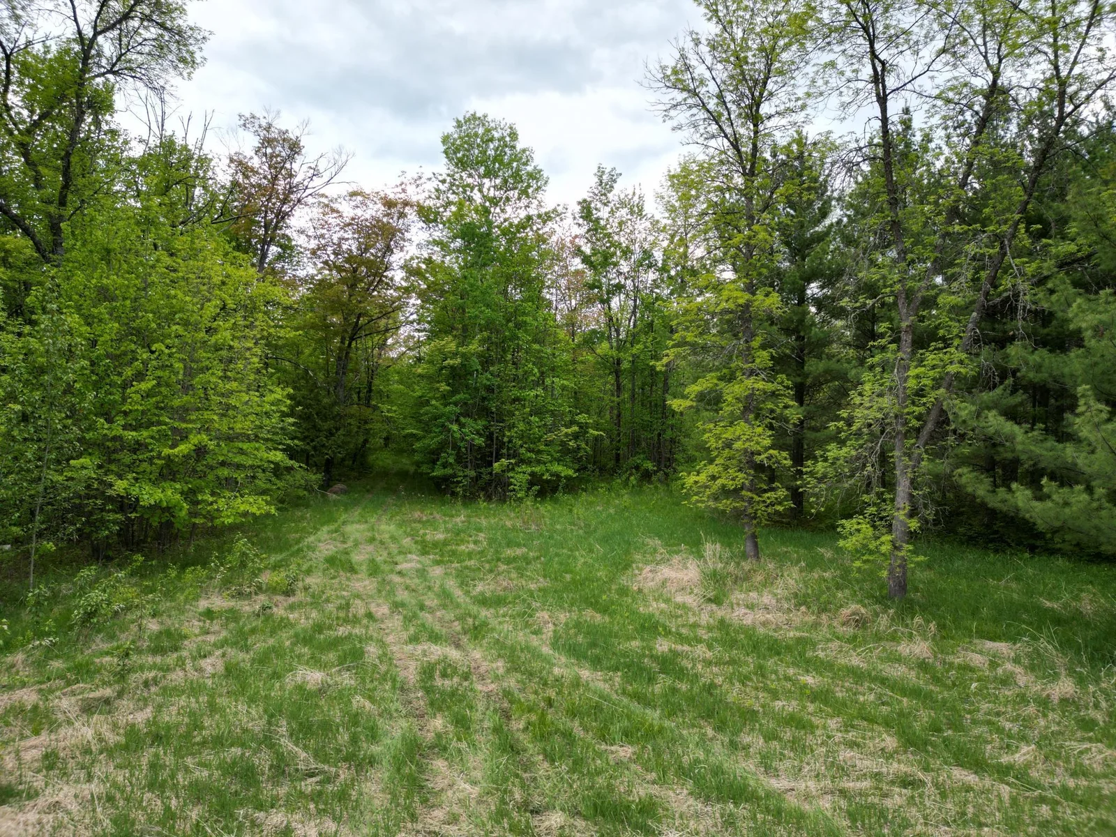 One of the clearings that would make a great building site.