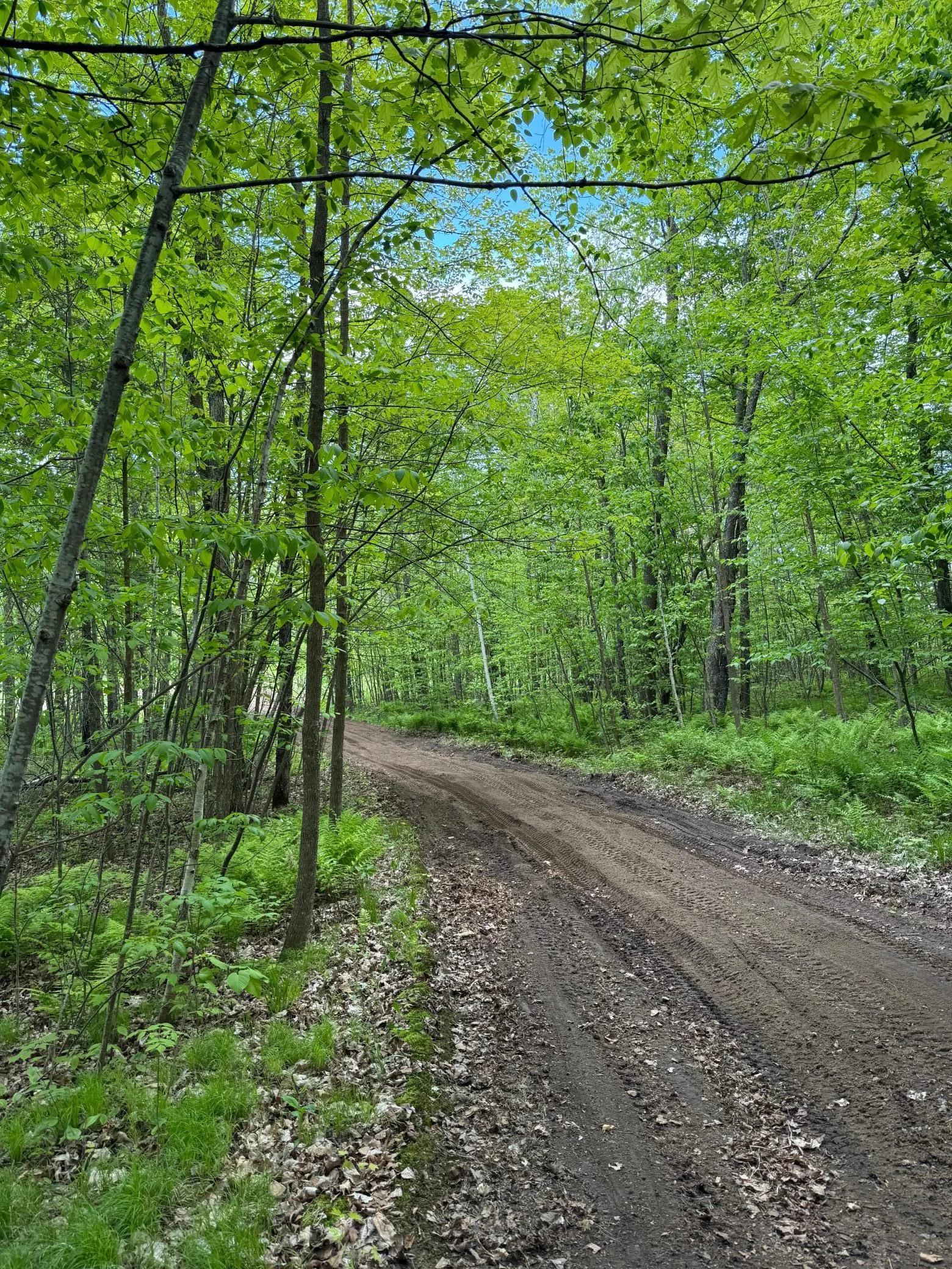 The trail.   A big part of this property is very wooded and private.