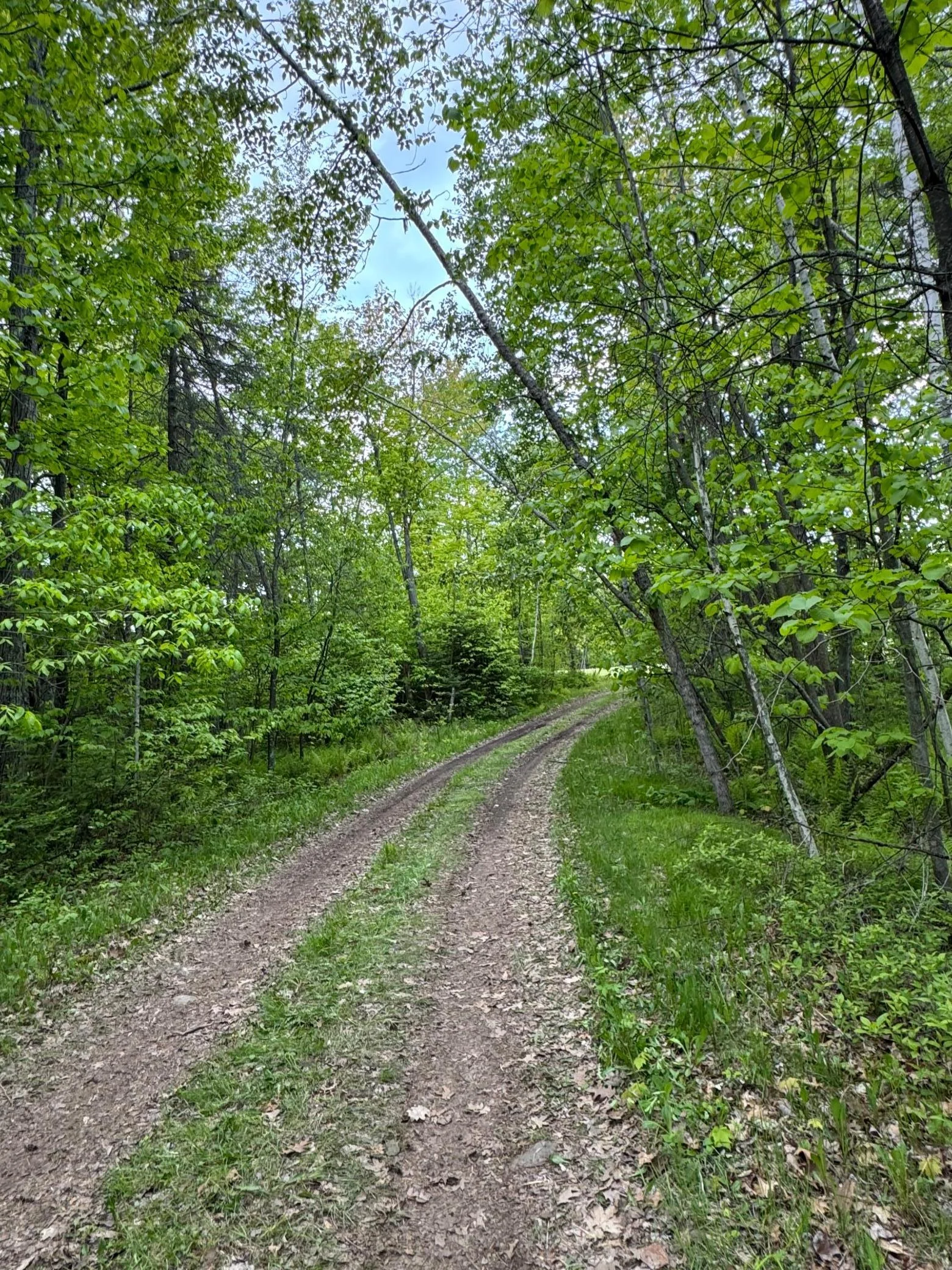 Great ride on the trail.  There are signs of wildlife all over the woods.