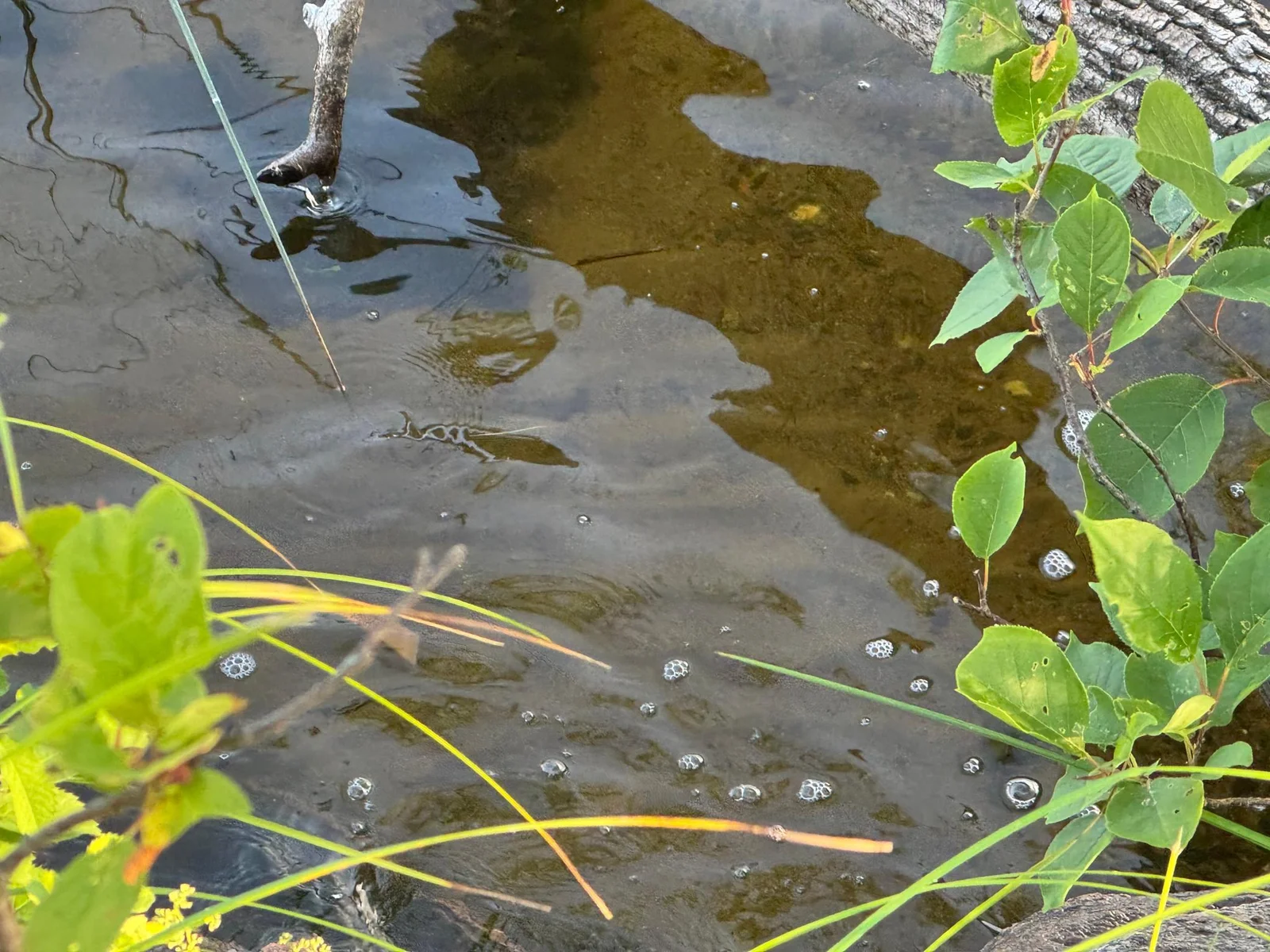 Nice clear lakeshore.