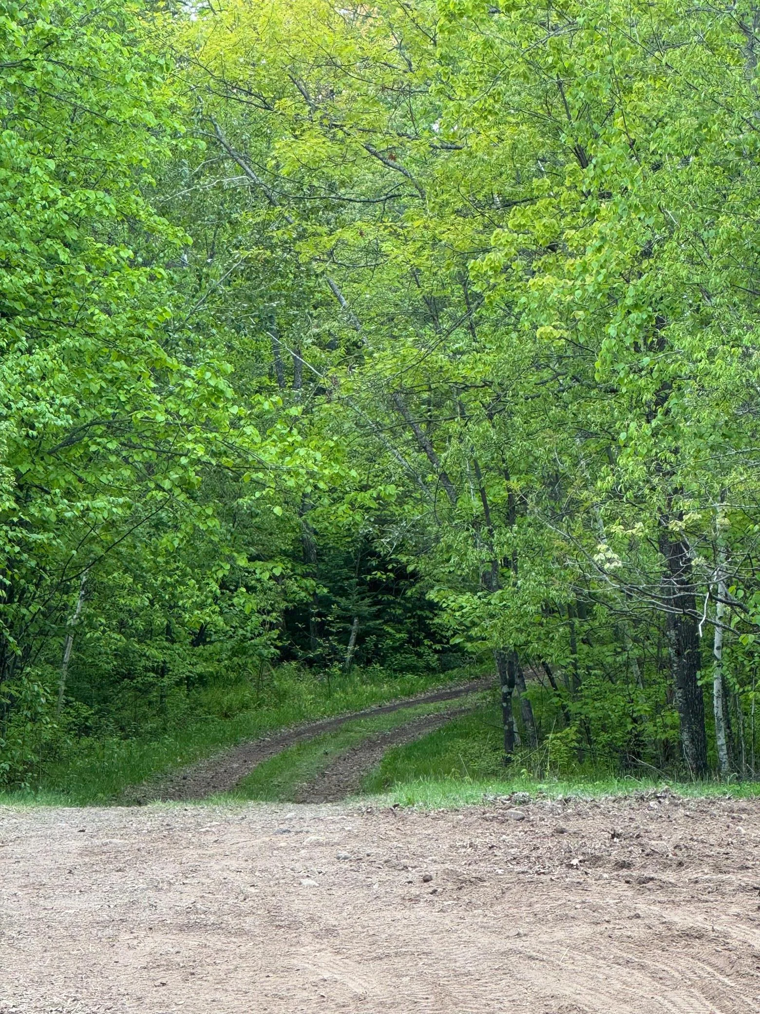 The trail leading out from a clearing near the middle of the property.