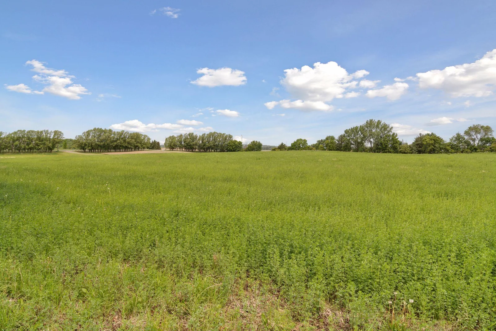 Front yard with Alfalfa and Grass mix