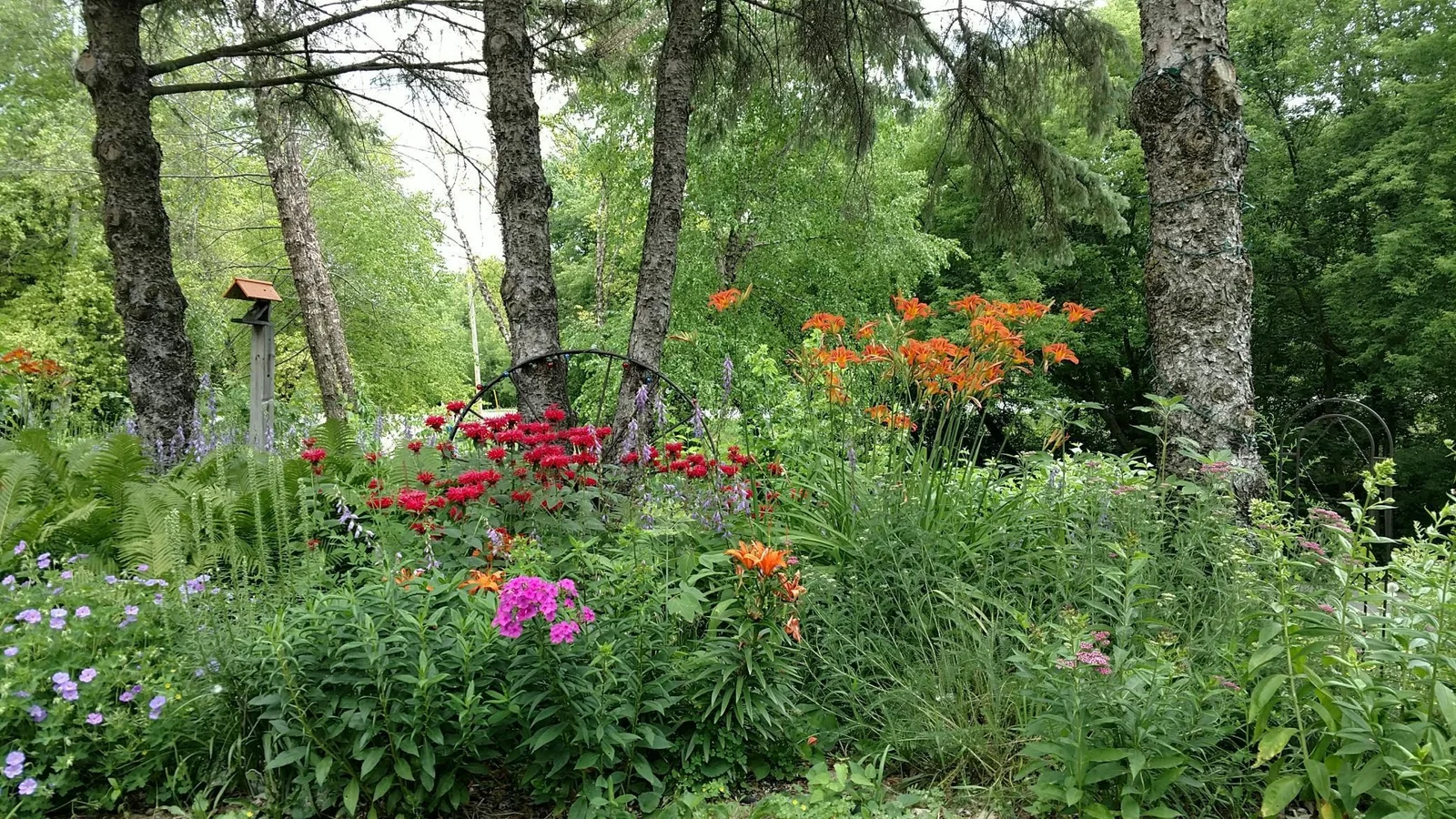 perennials