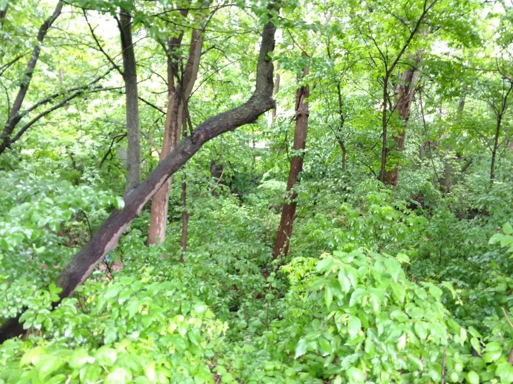 Plenty areas of heavily wooded park in and around resort.  This results in a lot of privacy for most members of Cokato Lake RV Resort.