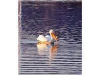pelican