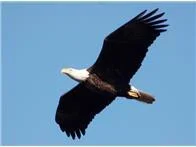 eagles fly overhead regularly