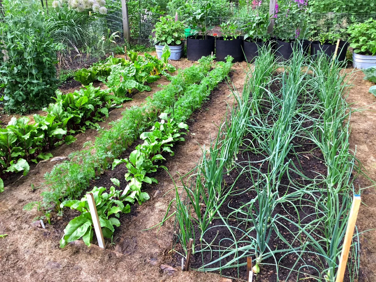 Large fenced vegetable garden