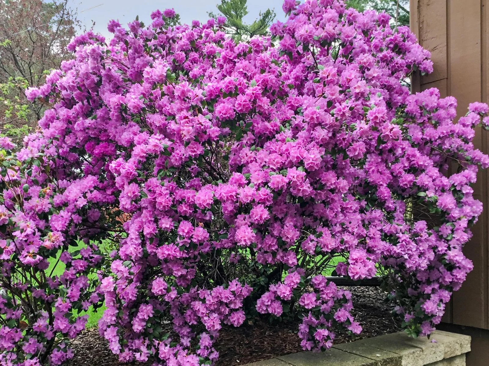 Stunning flowering trees
