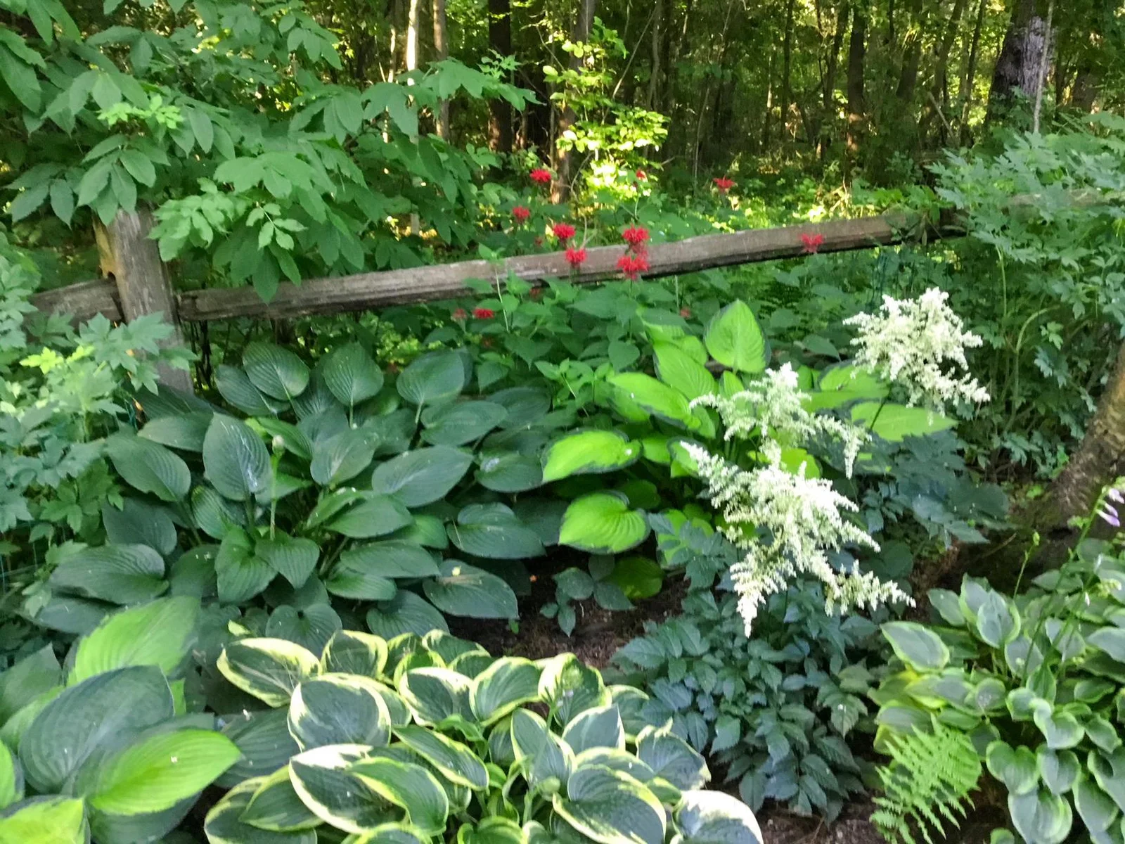 Hosta and shade garden