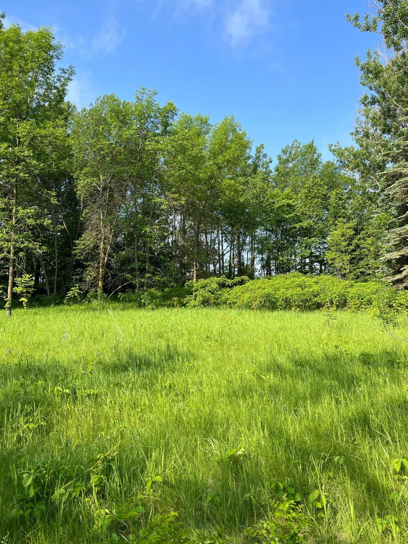 Mature trees