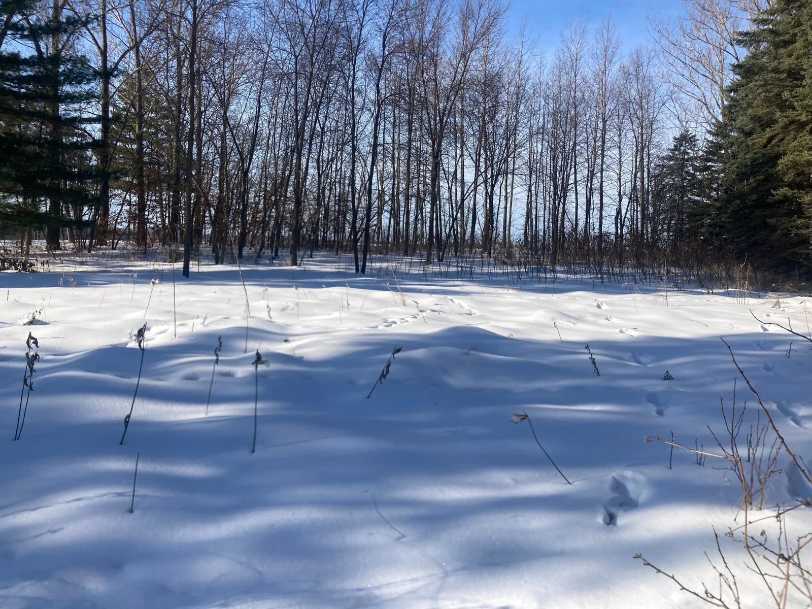 Winter Lot