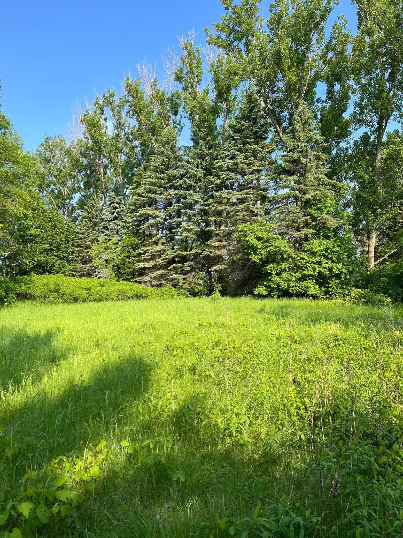 Tree line for privacy