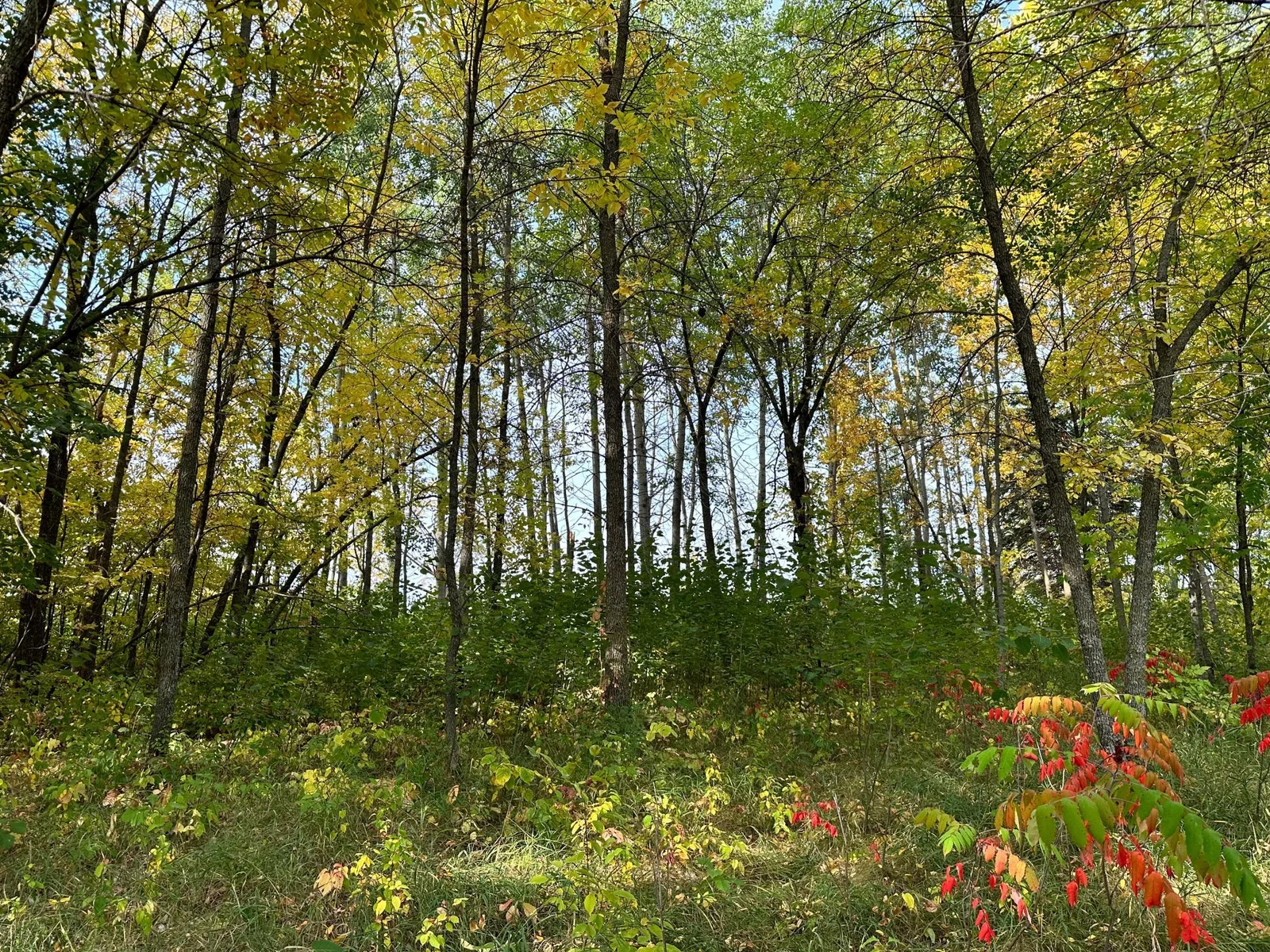 Trees providing shade