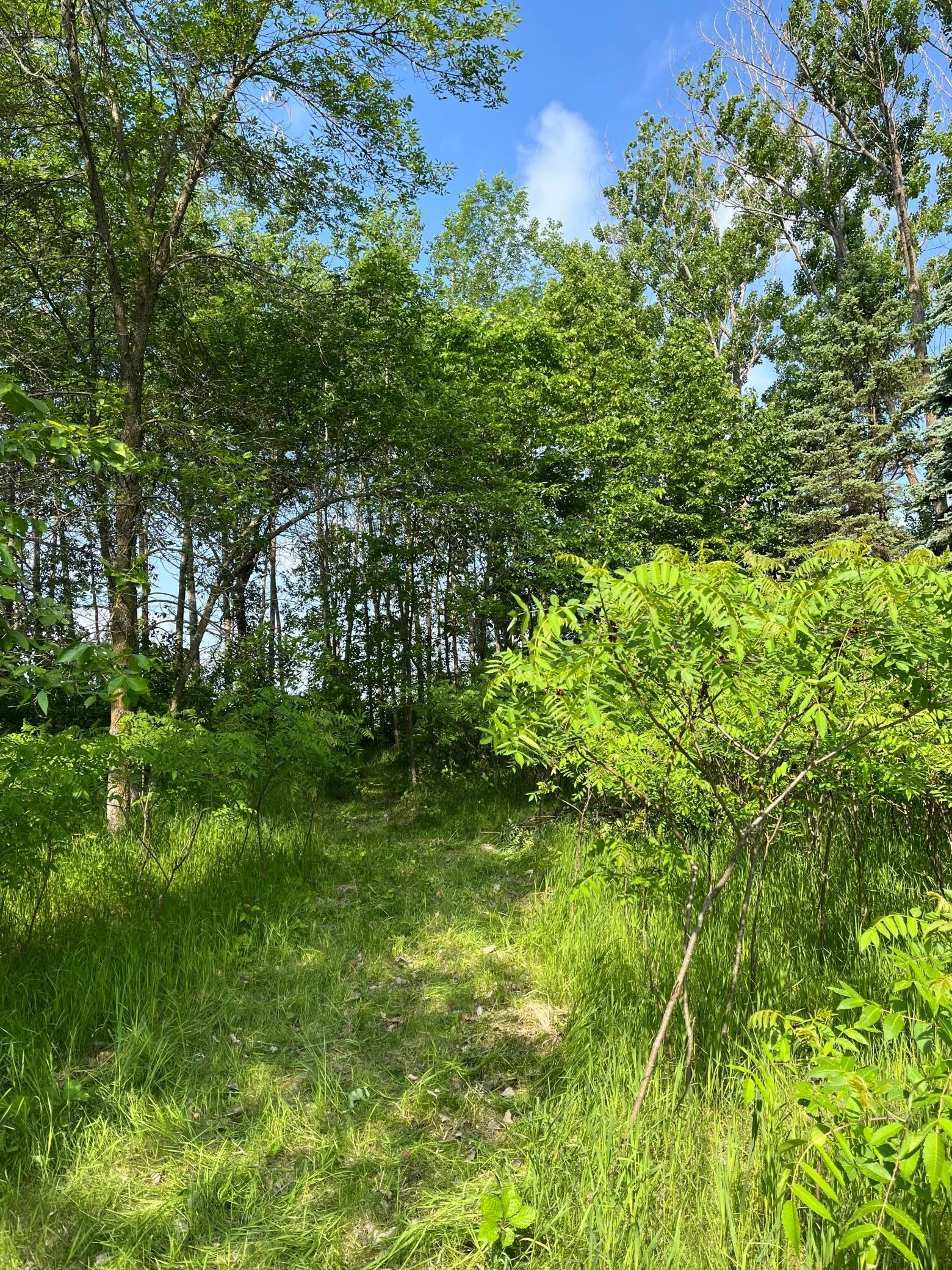 View toward lake