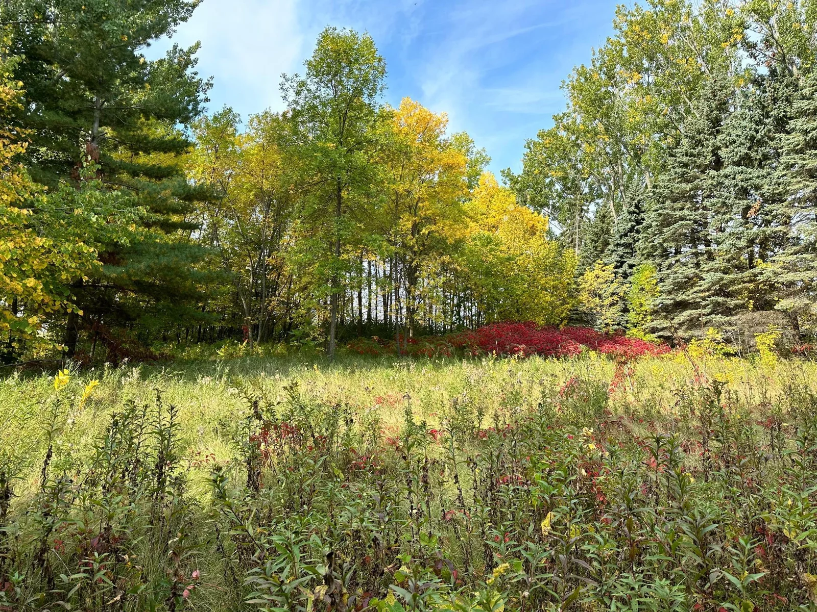 Lot in Autumn