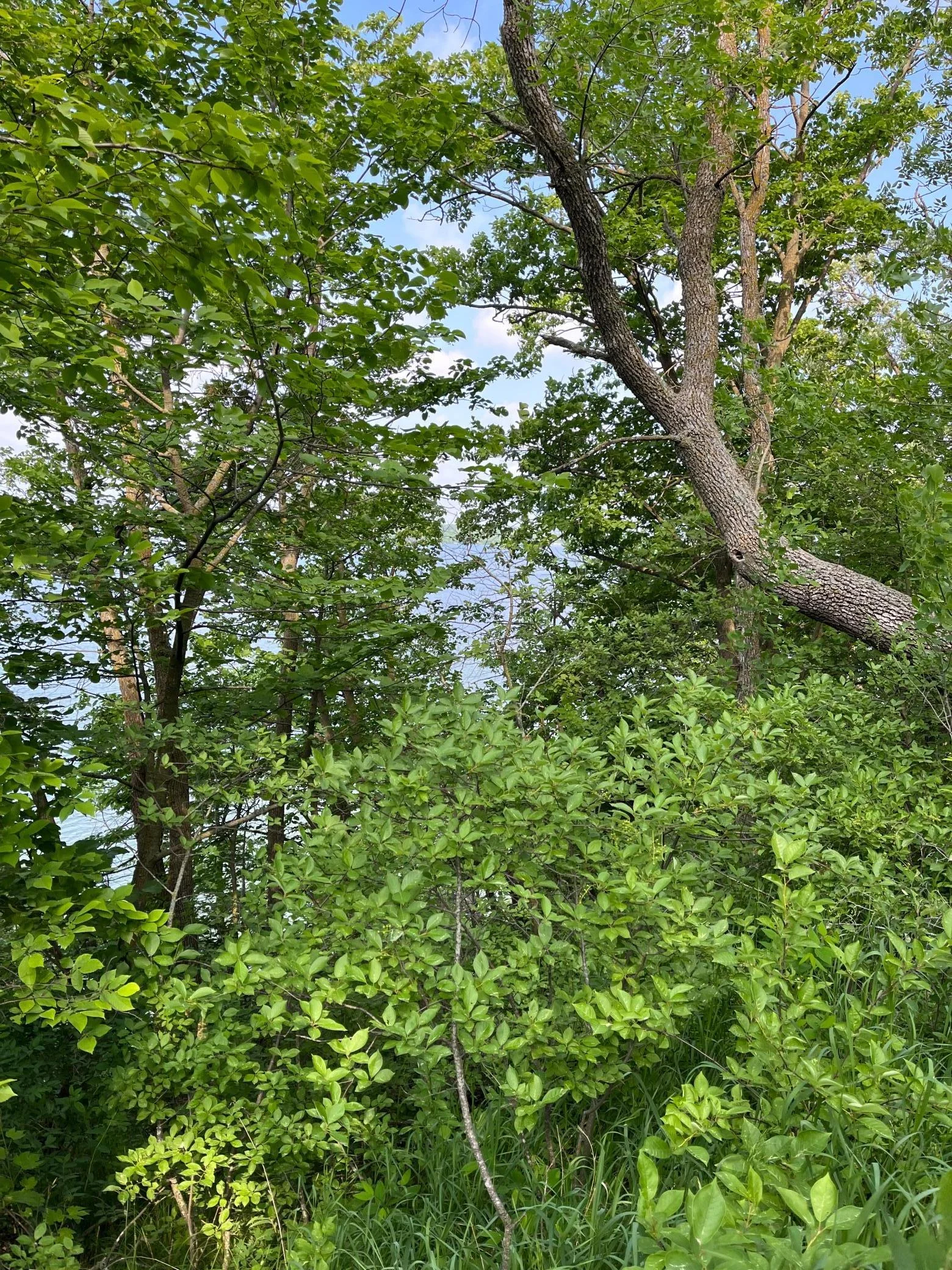 Ample tree coverage for privacy