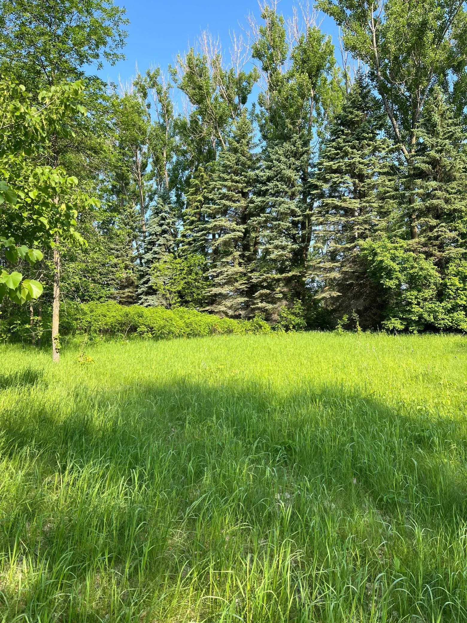Nice Tree coverage