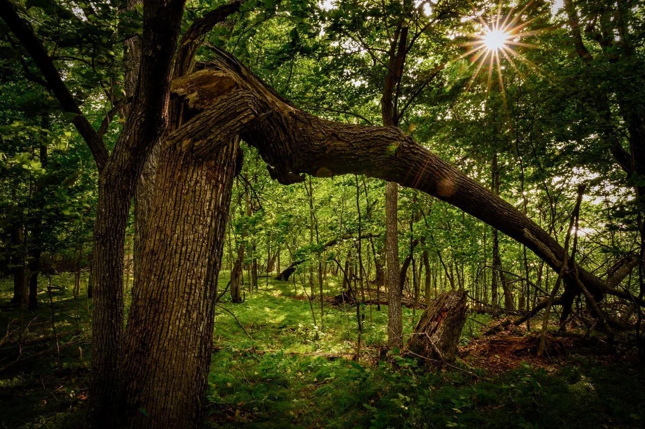 woods