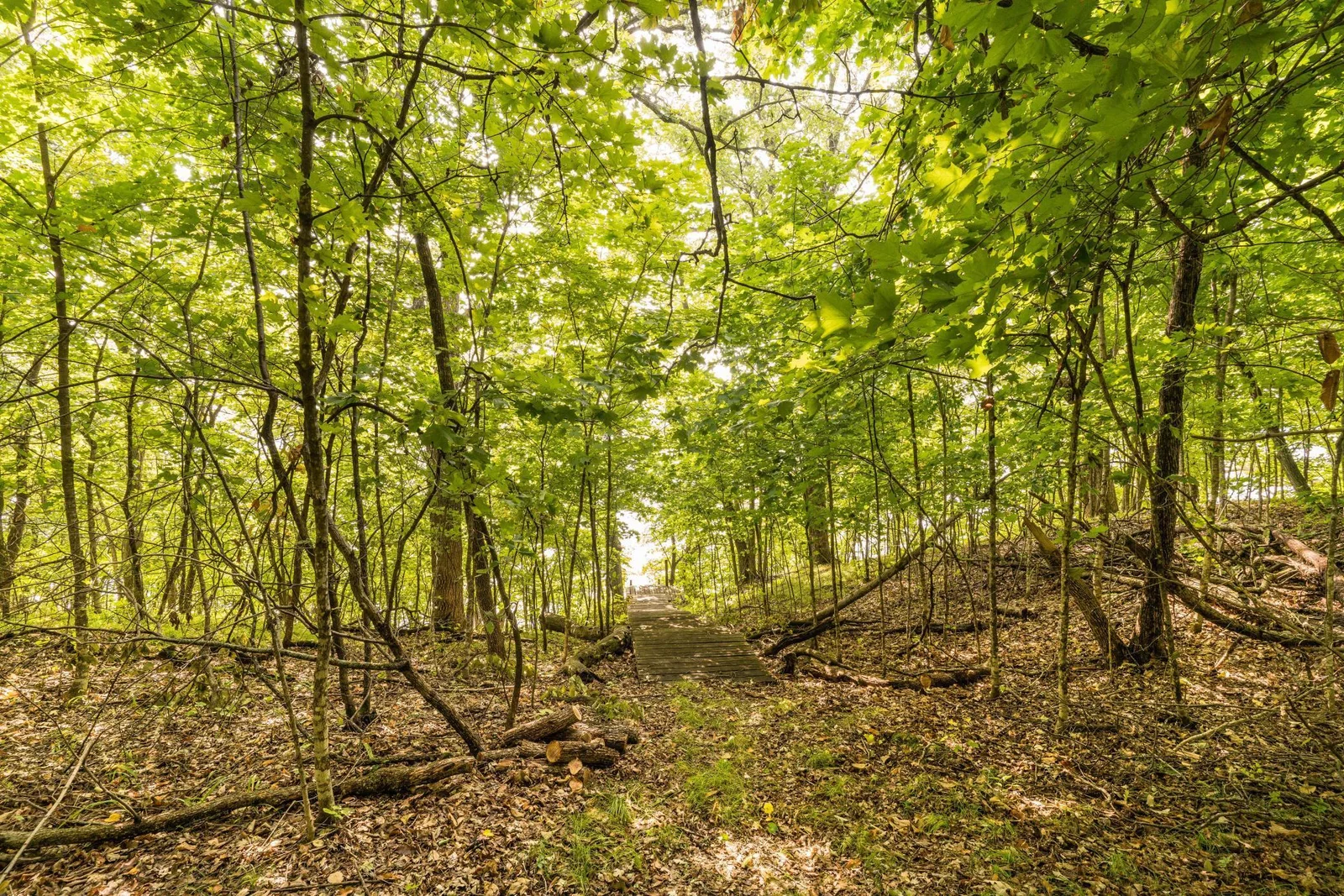 woods to water