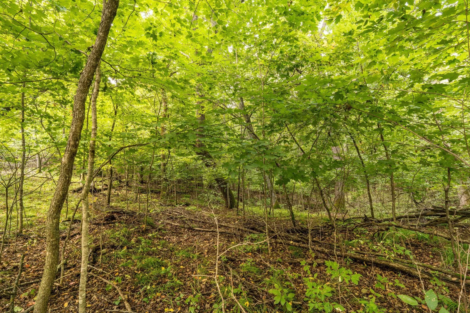 woods