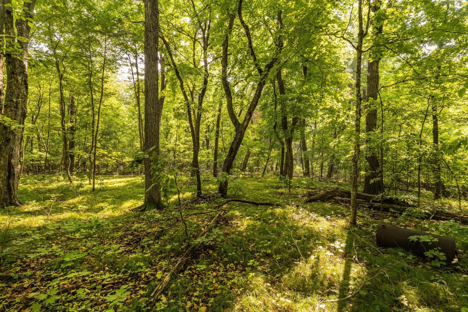 woods
