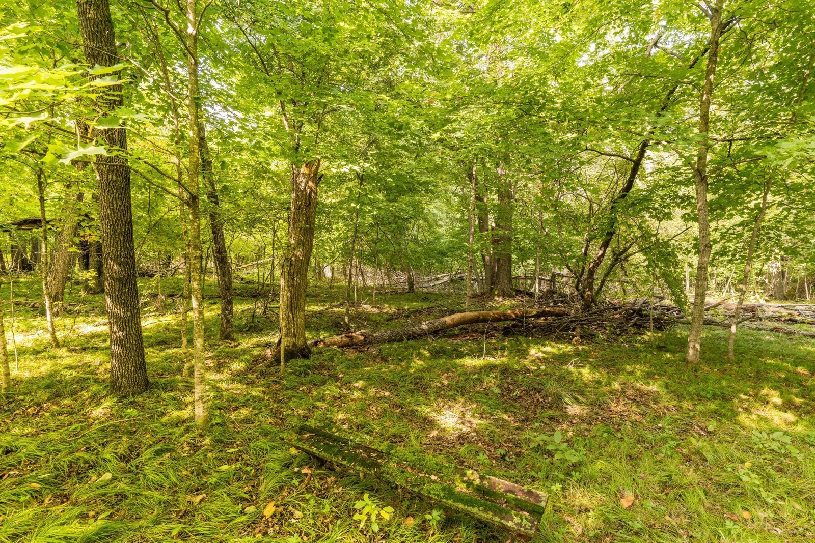 woods