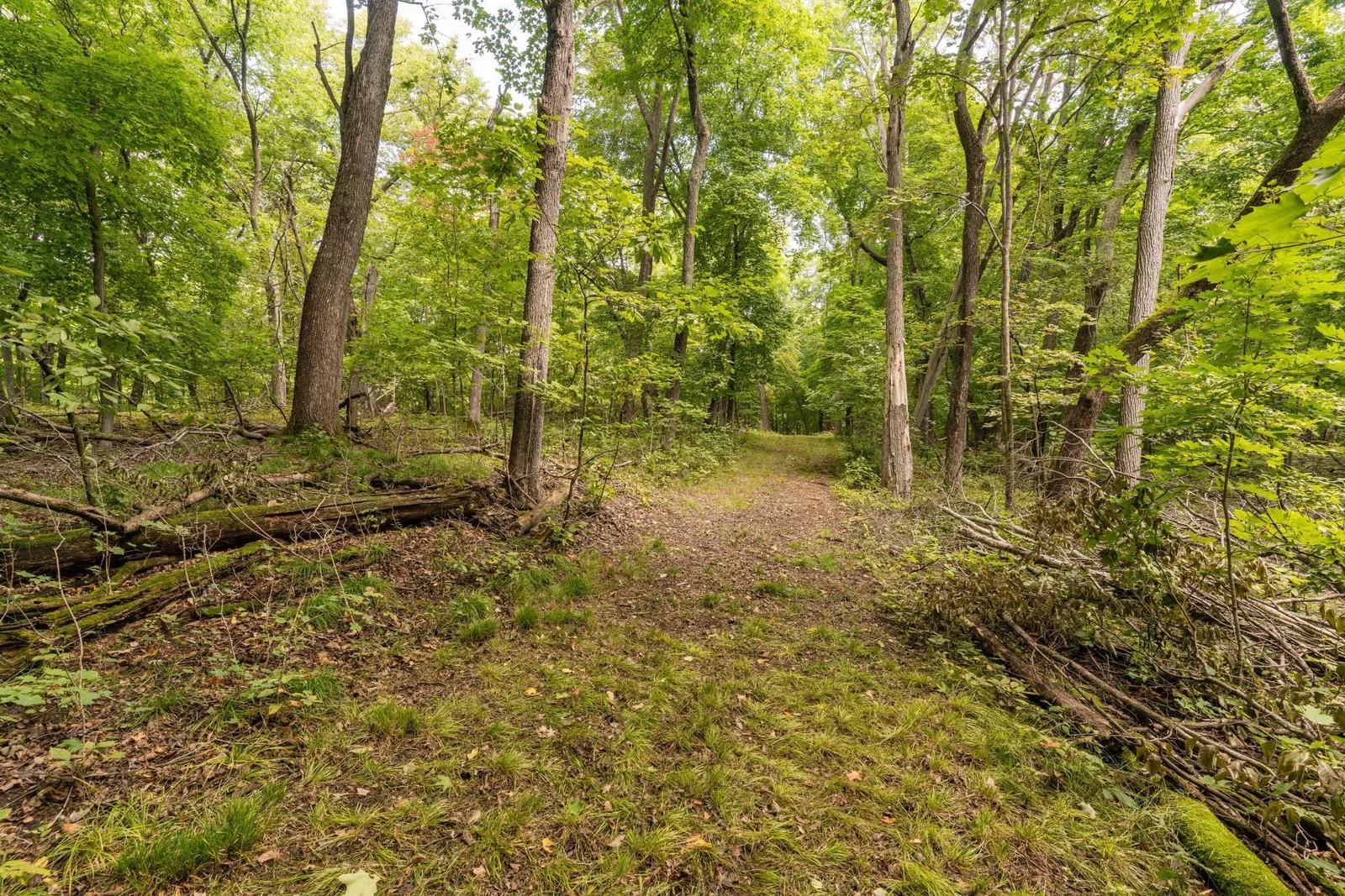 woods