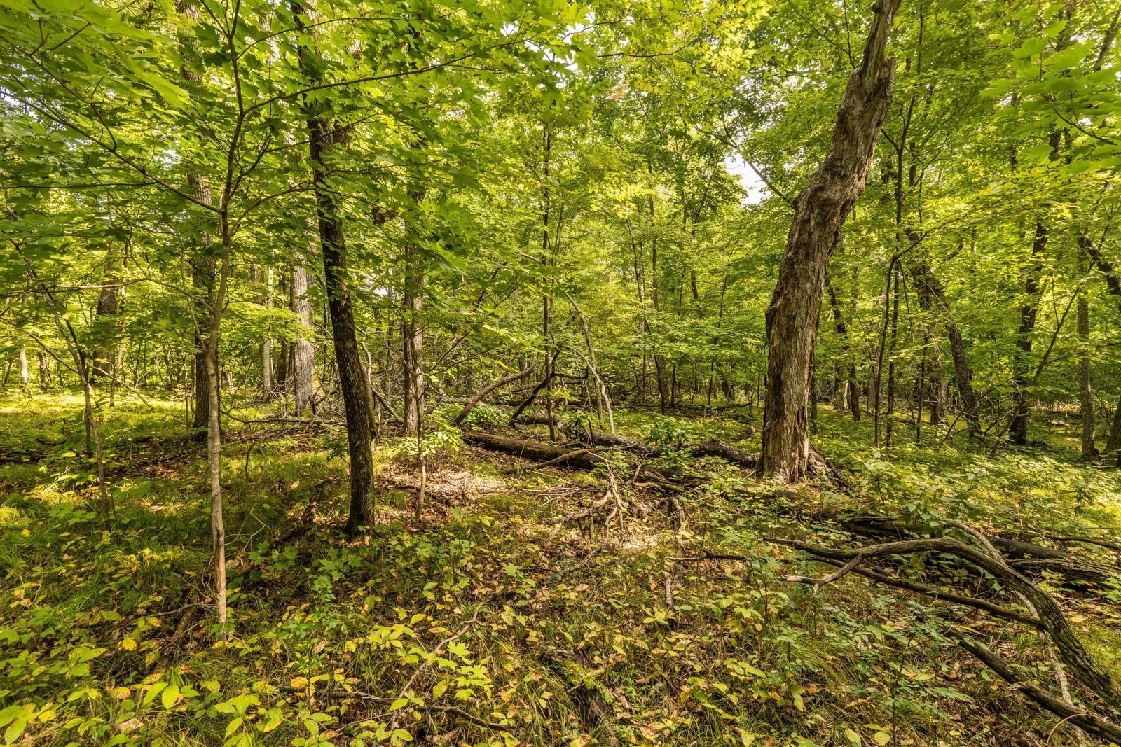 woods