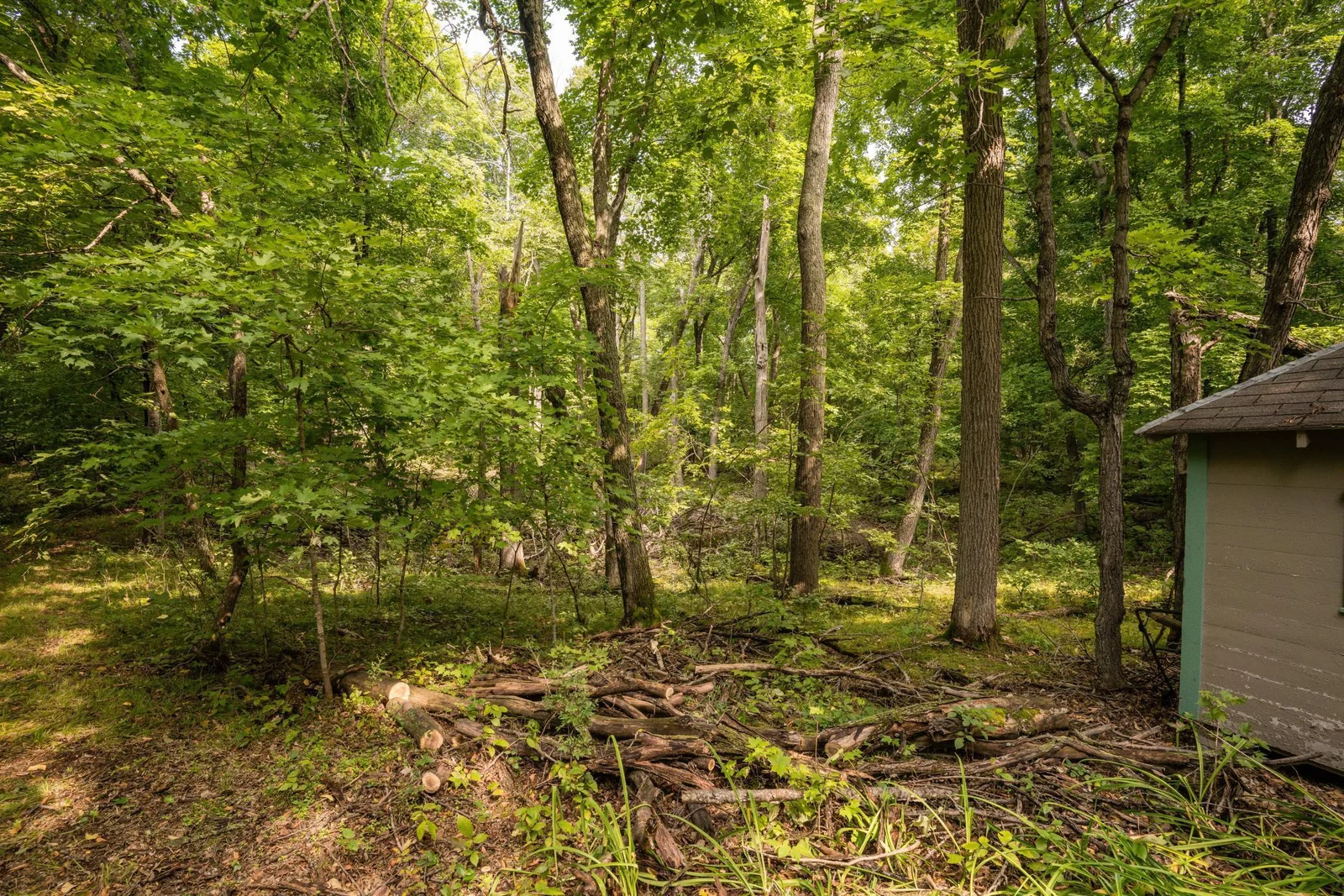 woods