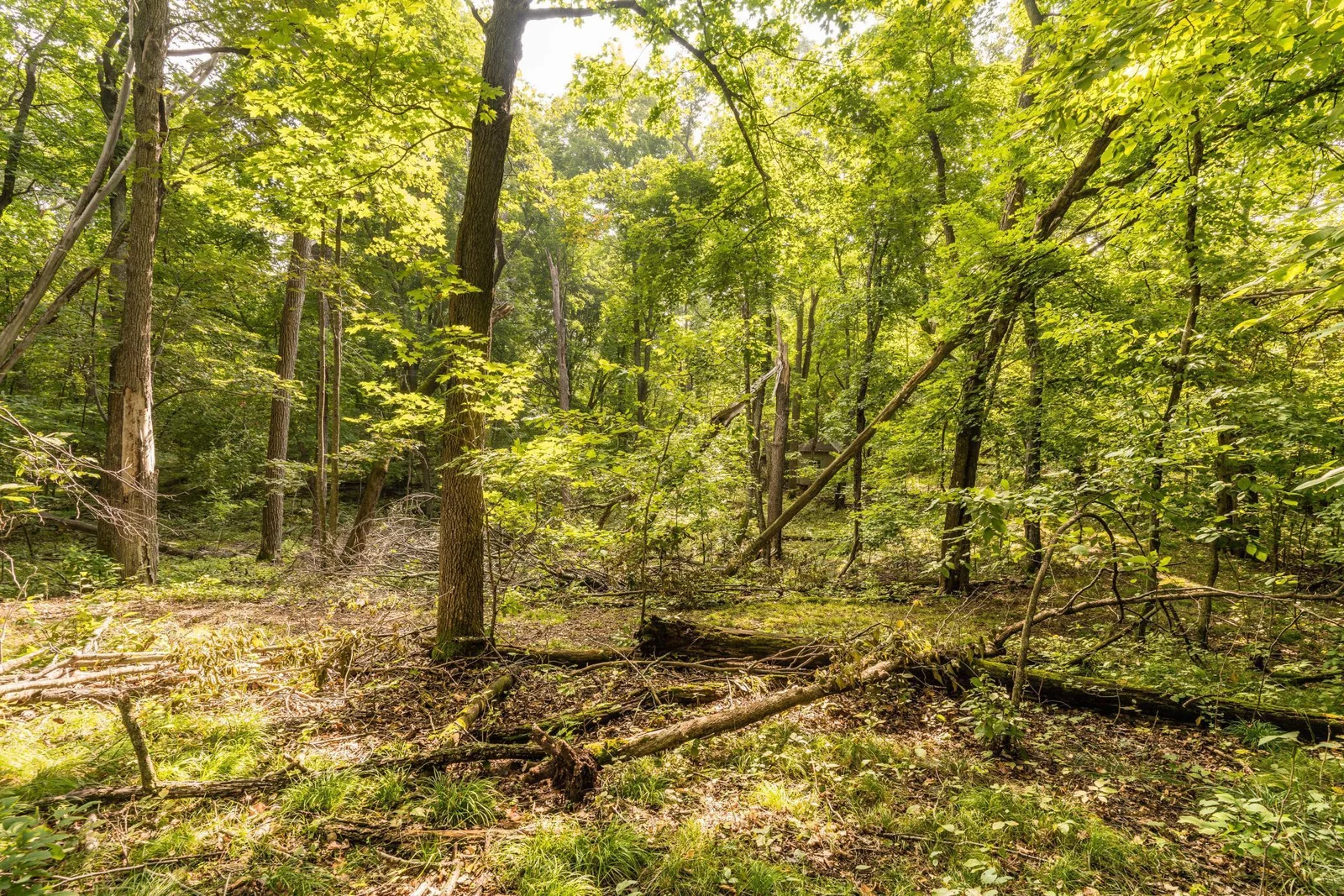 woods