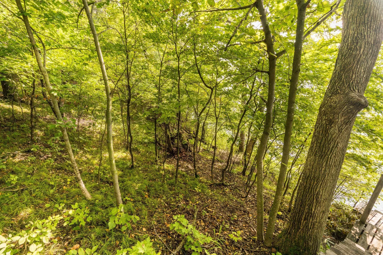 woods
