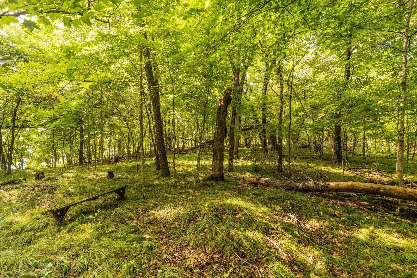 woods