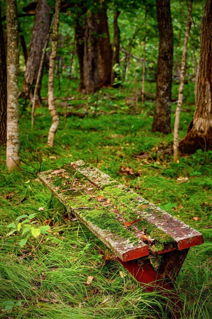 woods