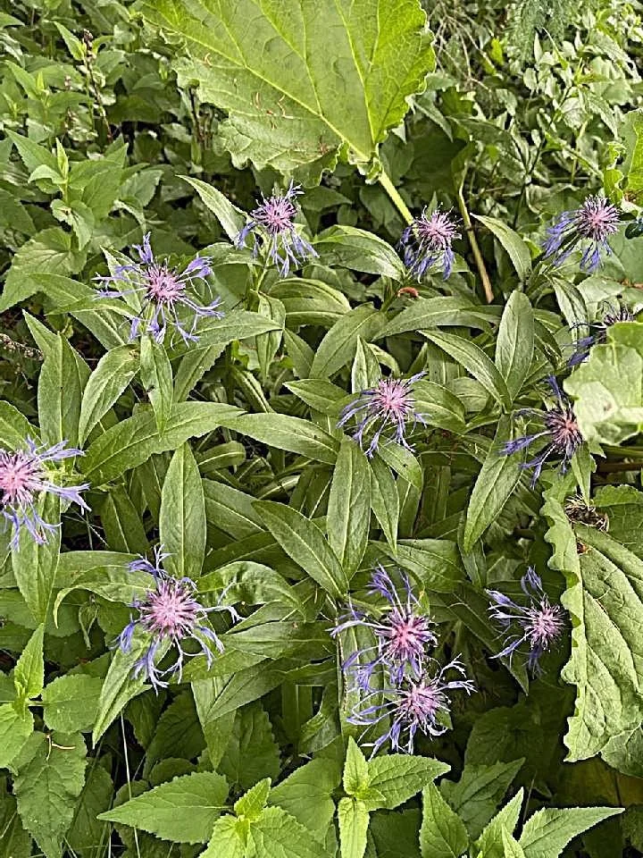 Perennials