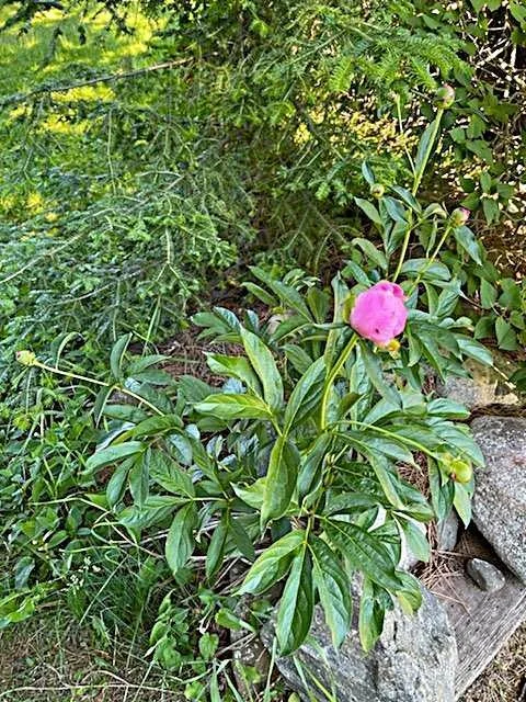 Perennials