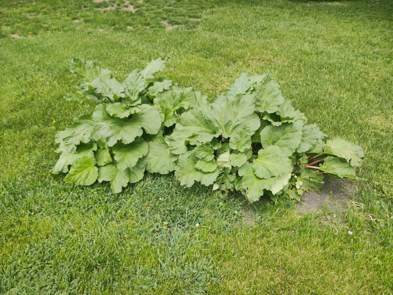 Rhubarb