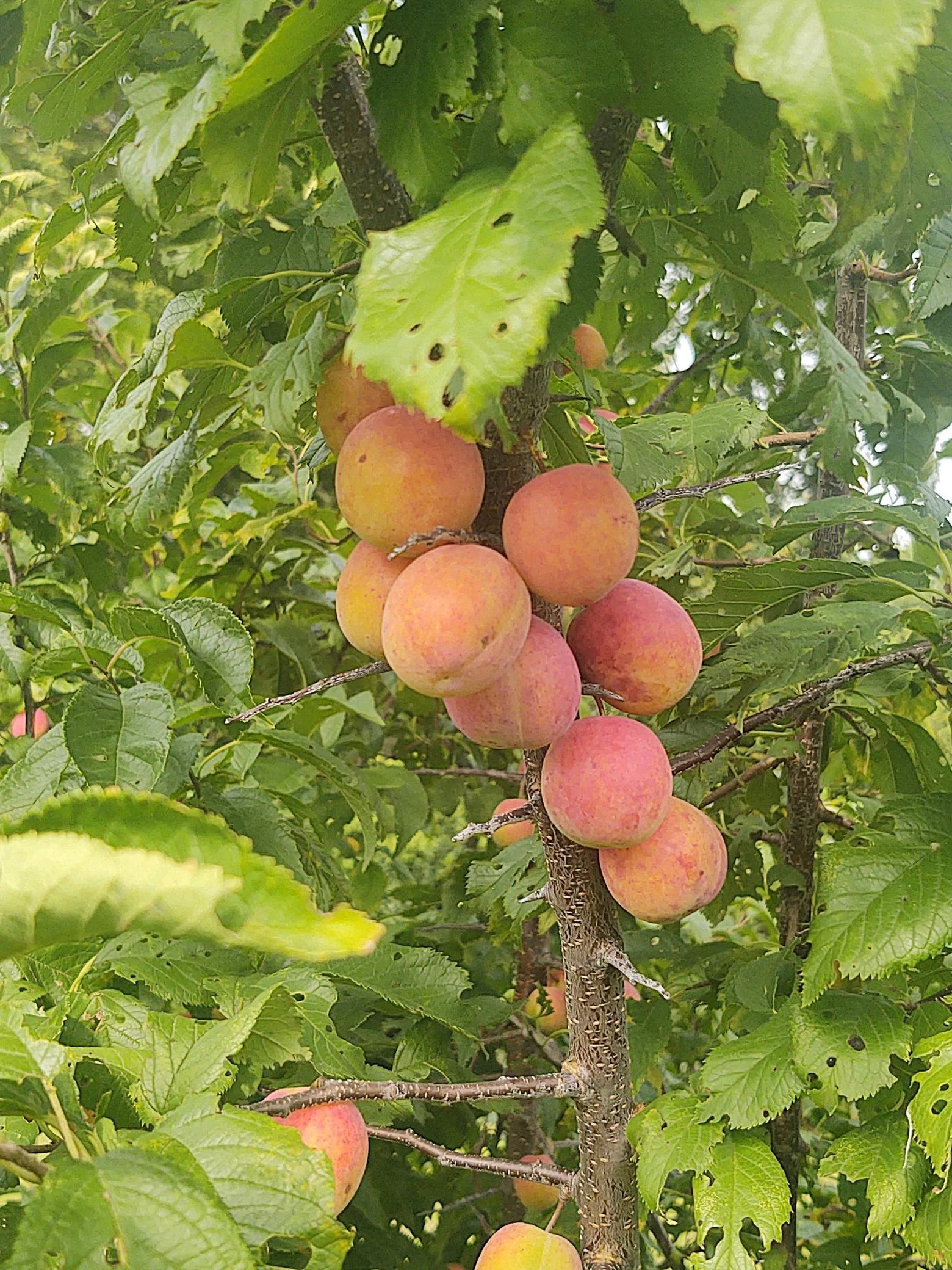Peaches anyone
