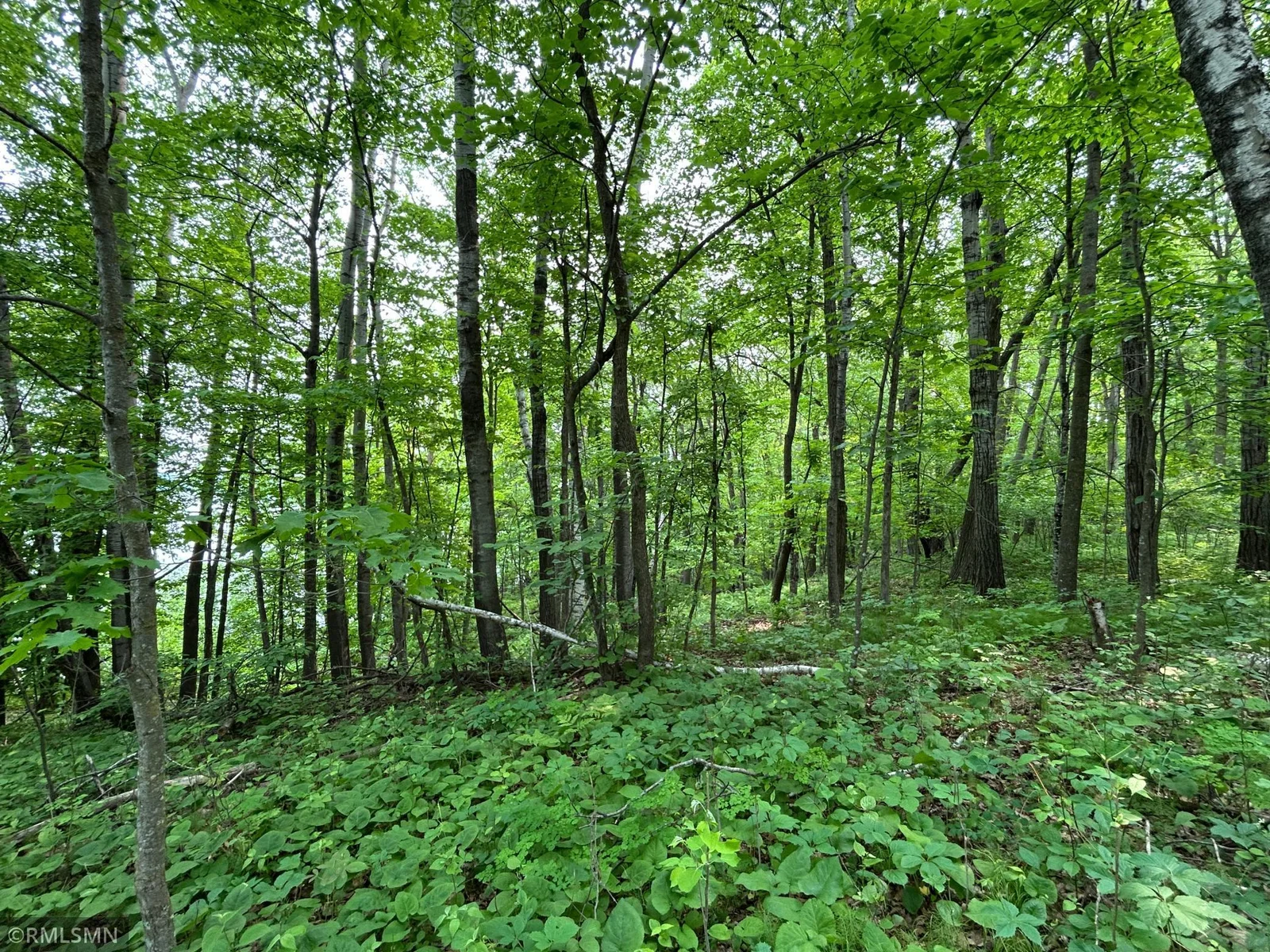 Great woods to attract all the abundant wildlife in the area.