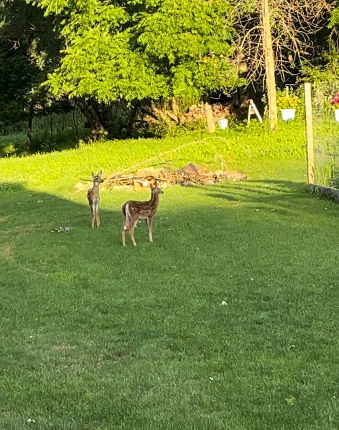 IMG_3939.jpeg
