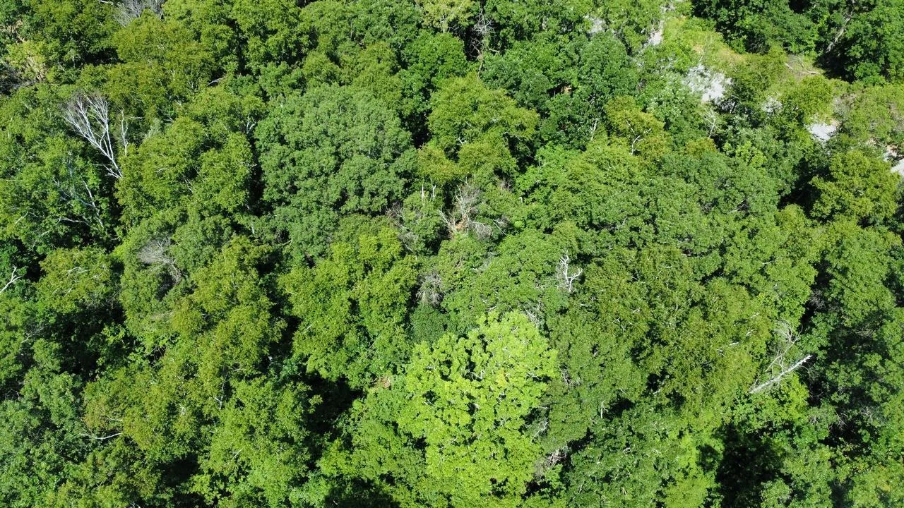 Great Tree Cover