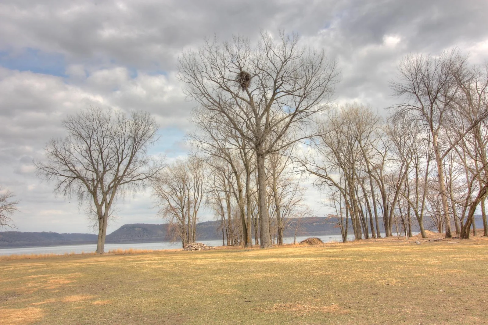 An Active Eagle's Nest in Your Frontyard