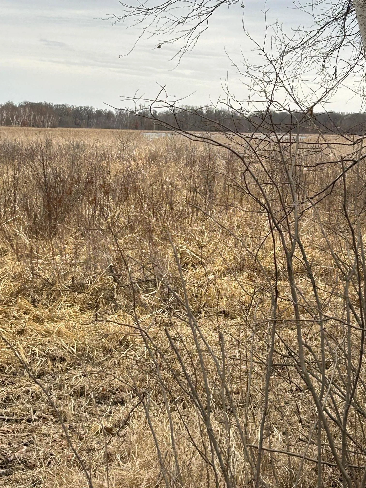 Back of property - Neds lake in view