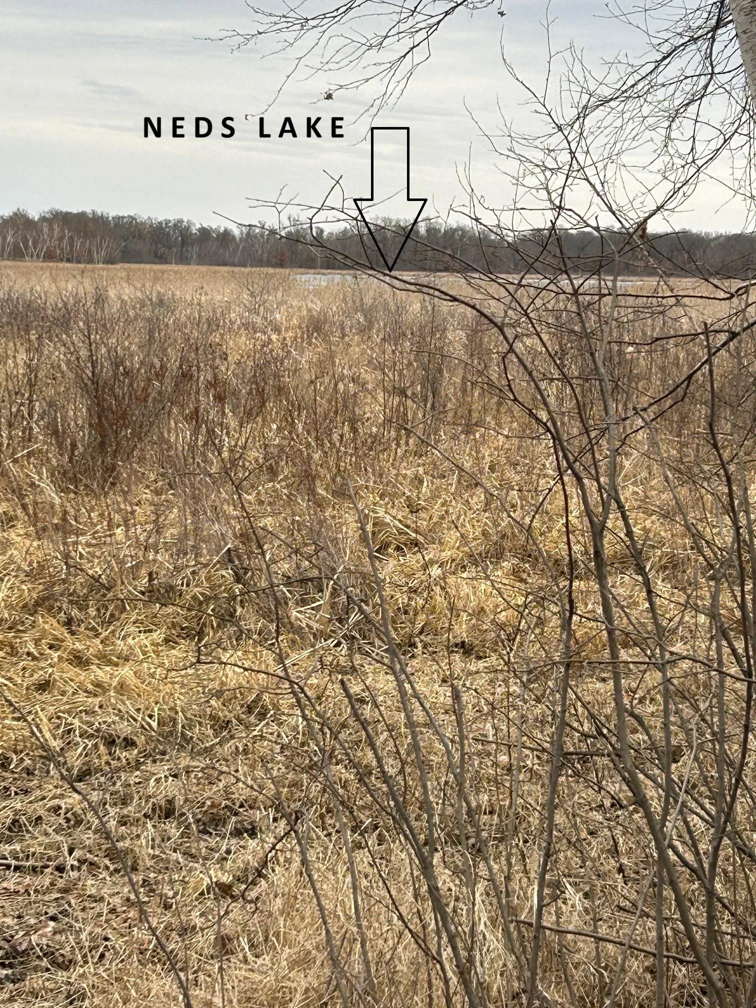 NEDS LAKE photo.jpg